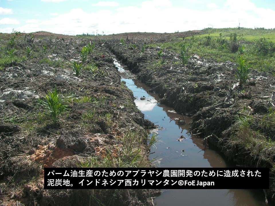 FoEJapan's tweet photo. パーム油増産のため、アブラヤシ農園を拡大。泥炭湿地林を造成している。泥炭は、地上の炭素の3割を蓄えている貴重の土地。そこを造成し乾燥すると大量の炭素が発生。さらに火災も発生しやすくなります。
#HISのパーム油発電に抗議します
#stopHIS
#NoToHIS https://t.co/BdguimvGbw