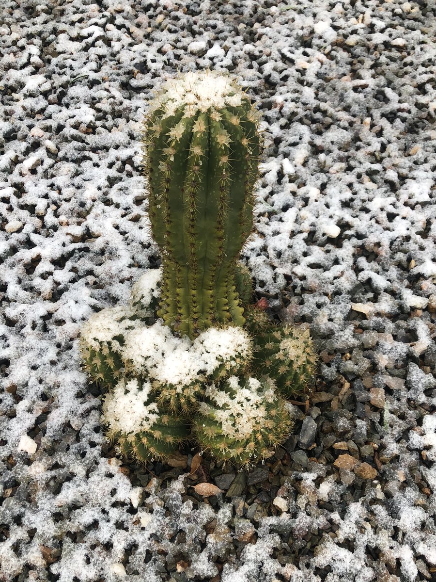 Destieve's tweet image. Snow on a cactus in Arizona! A true oxymoron!