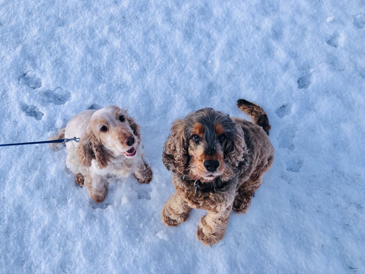 RMSVisualArts's tweet photo. @RMSforGirls Daisy &amp; Winston 😍 (Miss Stanley and Miss Reidie’s dogs) loving a socially distanced walk in the snow this week! #petsofRMS They are very much missing all of the pupils and can’t wait to see you soon! #snowday #outdoors #cockerspaniel https://t.co/bbaxEBtIlO