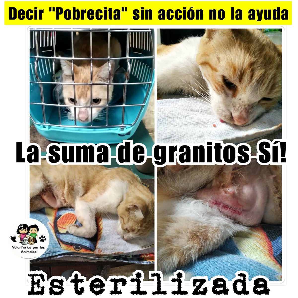 asoc_vpla's tweet photo. Quedarnos en la frase "Pobrecita" no ayudaba a esta gatica... ¡Sumar granitos Sí! Transformamos sus donativos en los $30 que pagamos por Esterilizarla y mejorar su calidad de vida después de muchos partos en la calle. Unidos los ayudamos más ❤️ https://t.co/23yXSZPfeE