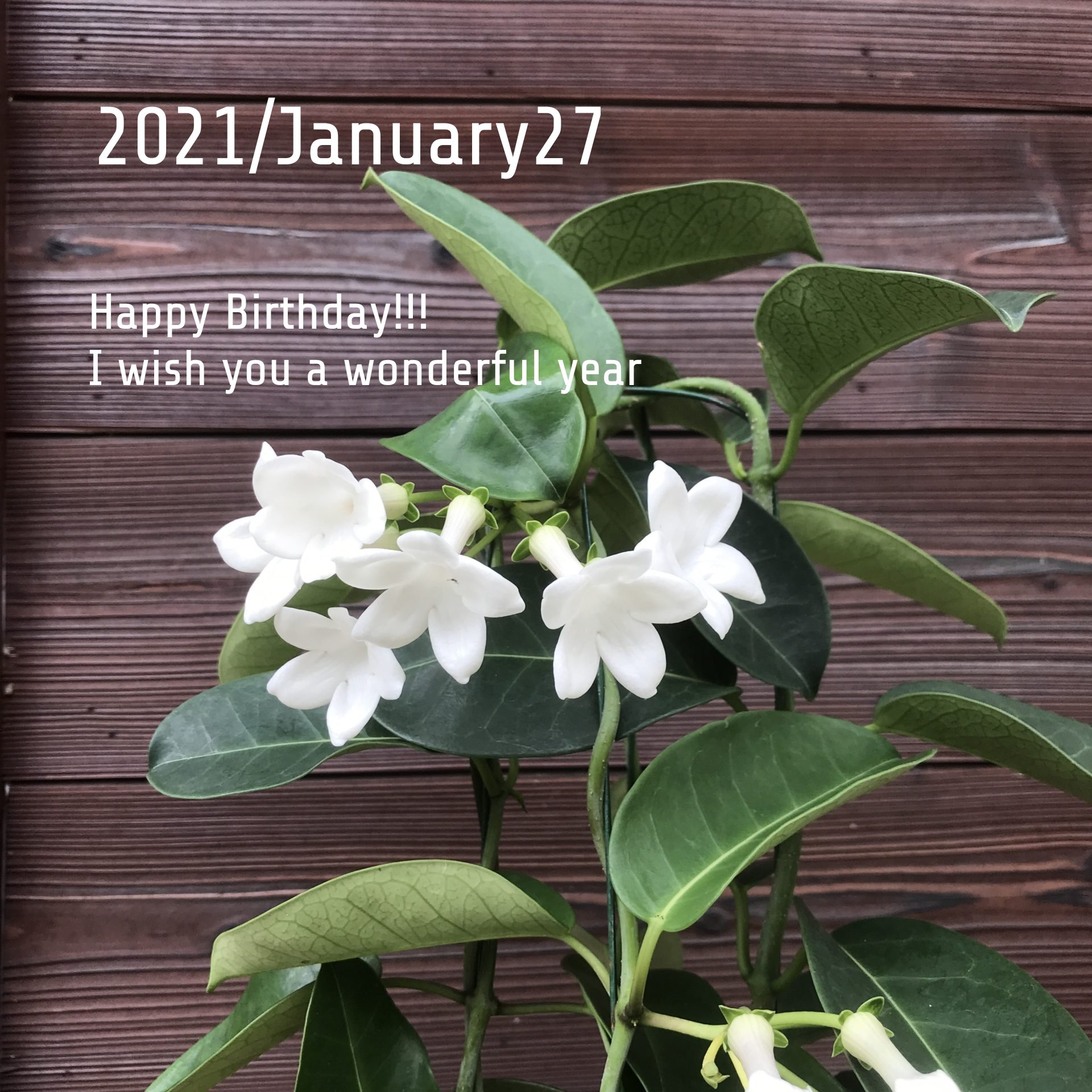 تويتر Joze ジョゼmaman على تويتر 1月27日の誕生日花と花言葉 マダガスカルジャスミン 花言葉 清らかな祈り マダガスカル島の原産なので英名がマダガスカル ジャスミンですが花屋では略してジャスミンと呼んでいます 強い芳香のある美しい純白の花が春から
