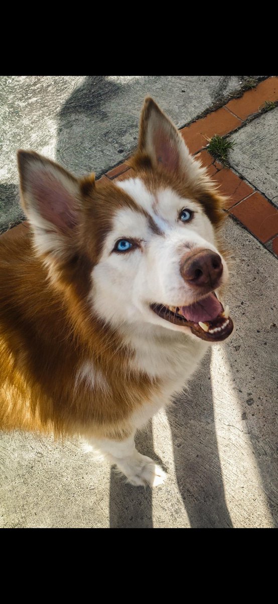 Caracas. Caso de terceros. +58 426-4008108 Le estoy buscando casa a Logan, 5años, amoroso, juguetón, le encantan los niños y los gatos, se lleva bien con otros perros, fue rescatado y ya está listo para un nuevo hogar,  Yo ya no lo puedo cuidar, donde estoy es peligroso para el.