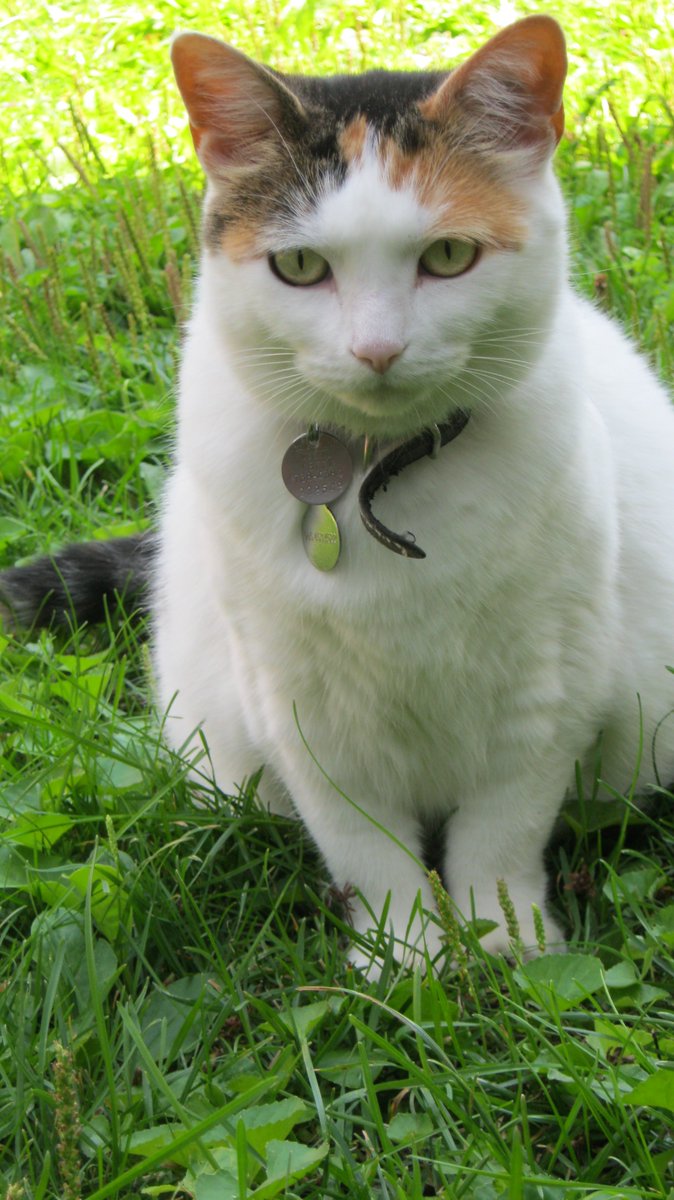 Cats In The House 4664 tweet media
