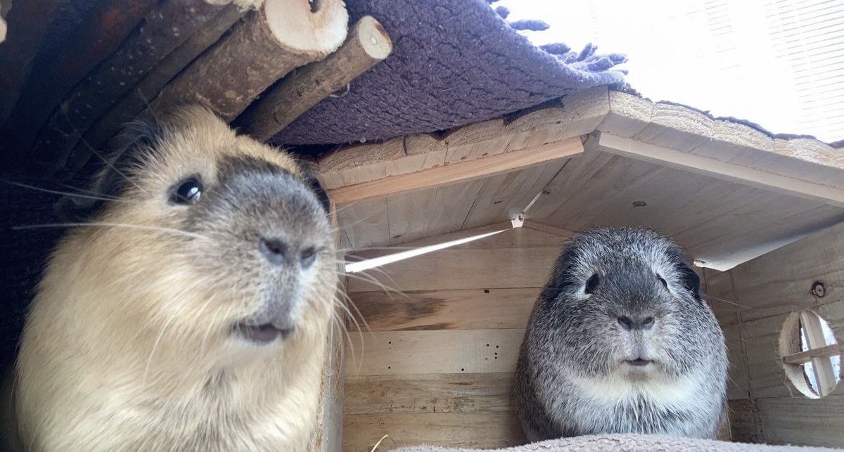 roxythestaffy's tweet photo. This is my 2 bruvvers Artie &amp; Bertie #guineapigs https://t.co/VjyFTxgwWa