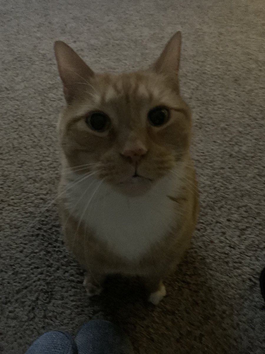 AnnMarie419's tweet photo. Mom! Mom! Mom! Mommy! Mommy! Mommy! Mama! Mama! Mama! Ma! Ma! Ma! Ma! Mum! Mum! Mum! Mum! Mummy! Mummy! Mumma! Mumma! Mumma!
Me: WHAT?!
Carter: Hi.
#cats #fatcat #mommysboy #zeroalonetime #myshadow #goaway #meanmother #catMom #Momlife #assholeparent #familyguy #CarterFlynn https://t.co/DVfOowAffa