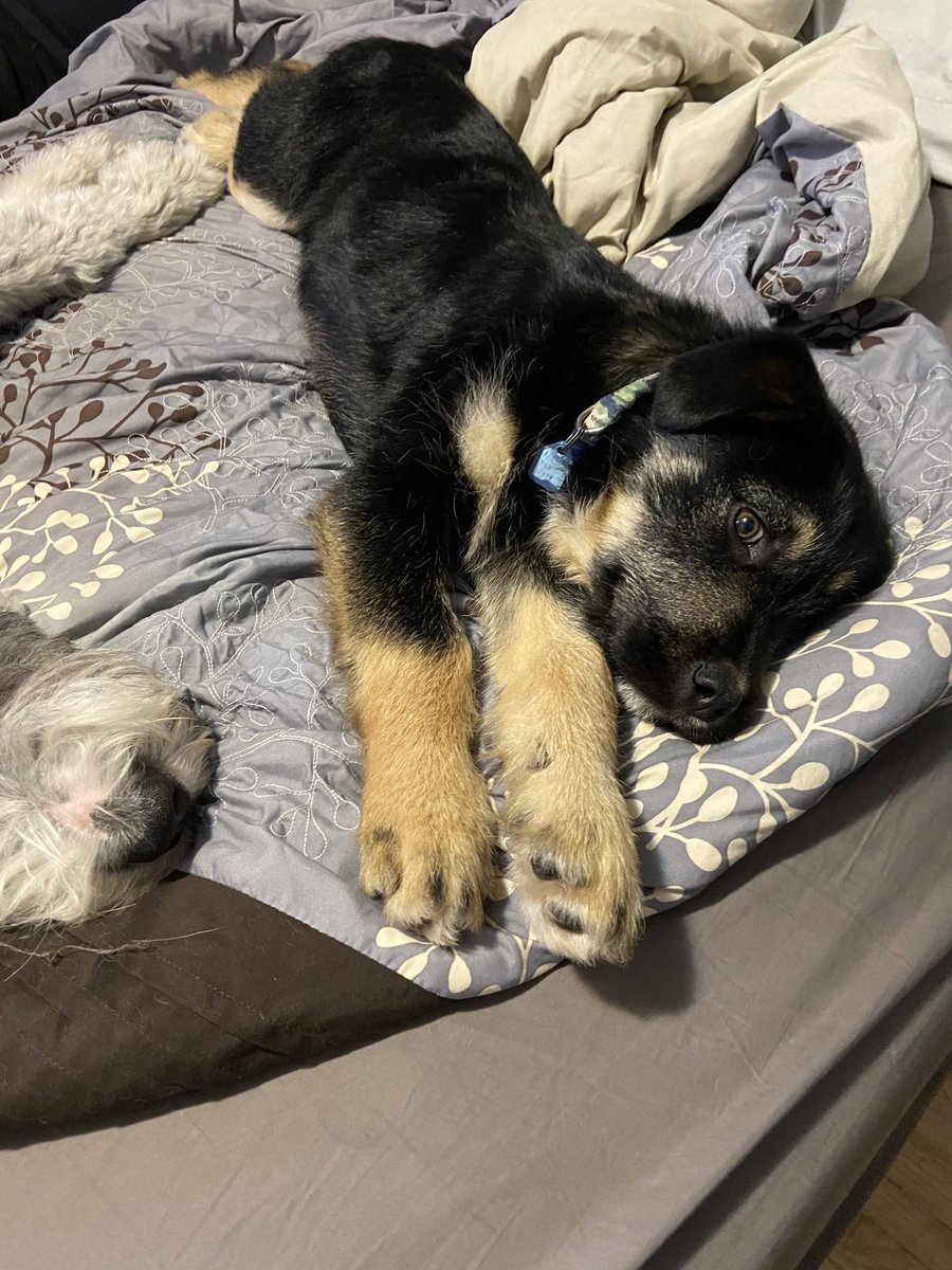 RescueEj's tweet photo. Meet Jack! #AdoptMe

He is a 3 month #Shepherdmix. He is super #spunky, very #playful and has lots of character.
Good with: kids, dogs, and dog-savvy cats

#rescuedog #dogrescue #dogs #dog #doggo #availableforadoption #adopt #volunteer #lovedogs #love #adorable #animalrescue https://t.co/C90LIhMjmo