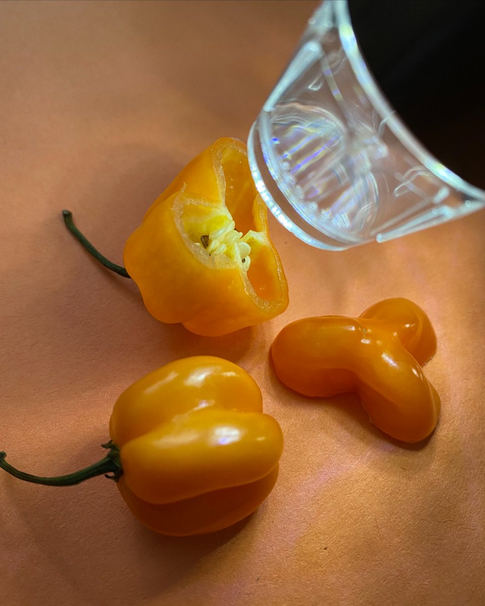 ExploraNM's tweet photo. It's a habanero! You all are on fire with your guesses this week! Habaneros can be used in many culinary dishes, including candies, jellies/jams, sauces, ice creams, and even teas! Visit us next week for another Explora #closeup! #HowWeExplora #STEM #STEAM #ExploraNM #STEMatHome https://t.co/4WbwfKJYbt