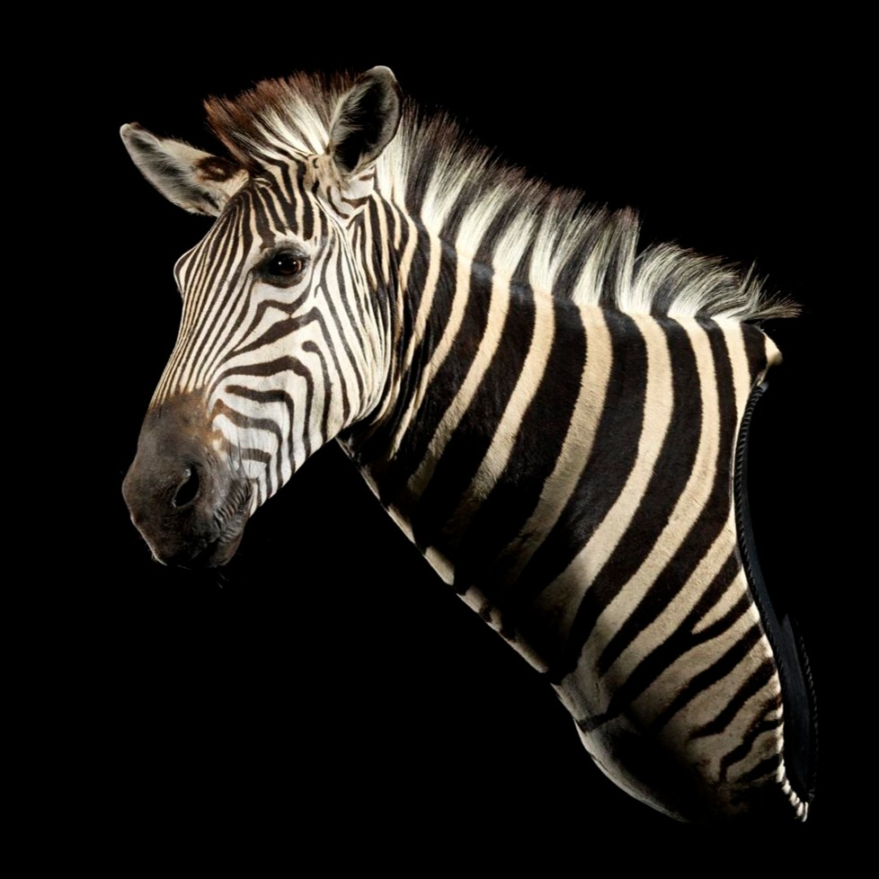 RT <a href="/artistry_animal/">Animal Artistry</a>: Zebra Pedestal Mount.
#taxidermy #animalartistryreno #wefinishthehunt #zebrahunters #zebrahunting #africa #africanhunting #africahunting #africanhuntingsafari #huntafrica #africanhunter #africahunt #hunting #safarihunting #safarihu