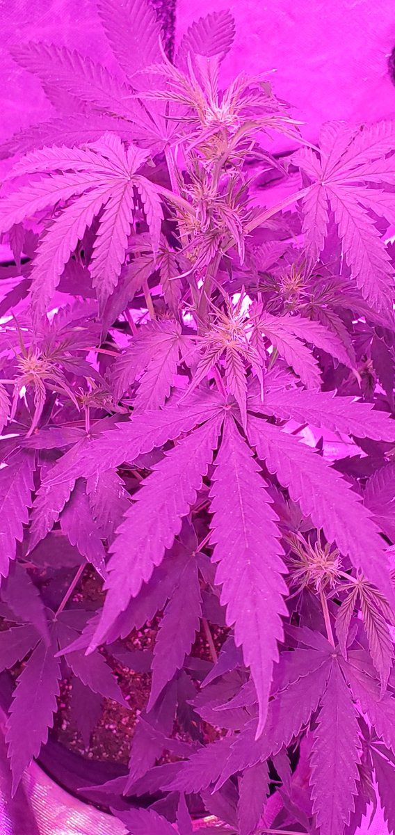 Blaze_Games1's tweet photo. #Bluemango #autoflowers shes looking good so far!! #420life https://t.co/MMz6HtBnxZ