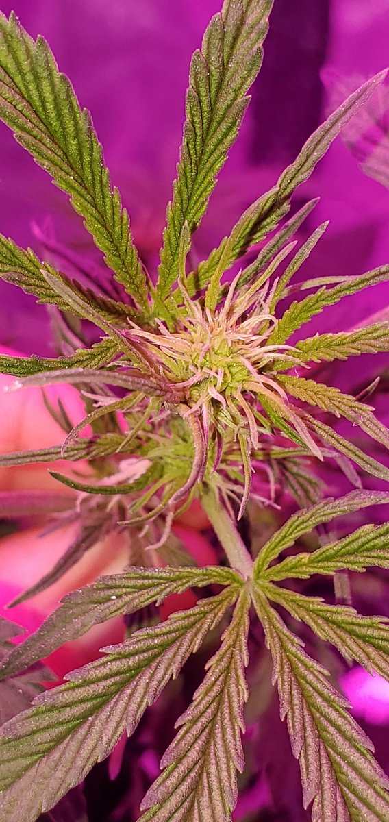 Blaze_Games1's tweet photo. #Bluemango #autoflowers shes looking good so far!! #420life https://t.co/MMz6HtBnxZ