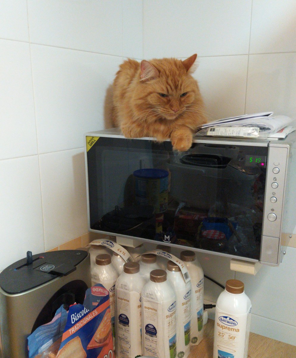 Alf30148044's tweet photo. Waiting in the front row to see if some tuna falls ... and it's not that I'm very angry, it's that I have little patience !!!.... ñumi 😹😹😻 https://t.co/pecbd4m6tI