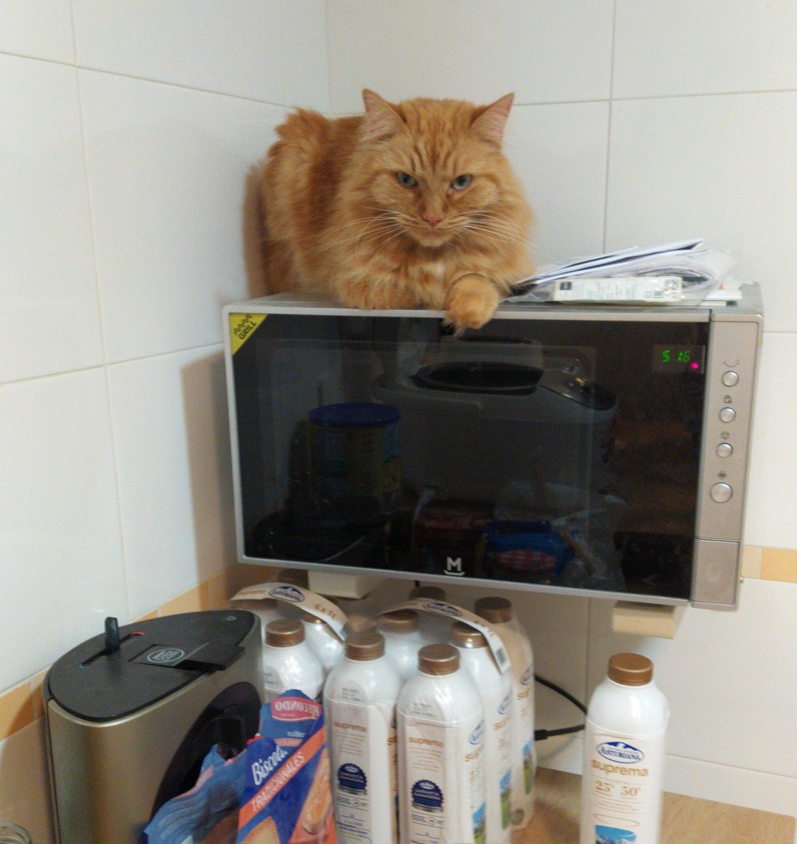 Alf30148044's tweet photo. Waiting in the front row to see if some tuna falls ... and it's not that I'm very angry, it's that I have little patience !!!.... ñumi 😹😹😻 https://t.co/pecbd4m6tI