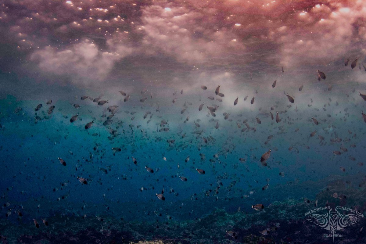mccmantas's tweet photo. Thank you for all the support.  It means so much. Science is much easier to do when people appreciate it. https://t.co/Fy6ZFYXSuG