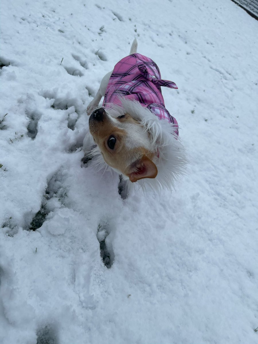 simplybarlos's tweet photo. let it SNOW ❄️ https://t.co/xg1iVjqWgm