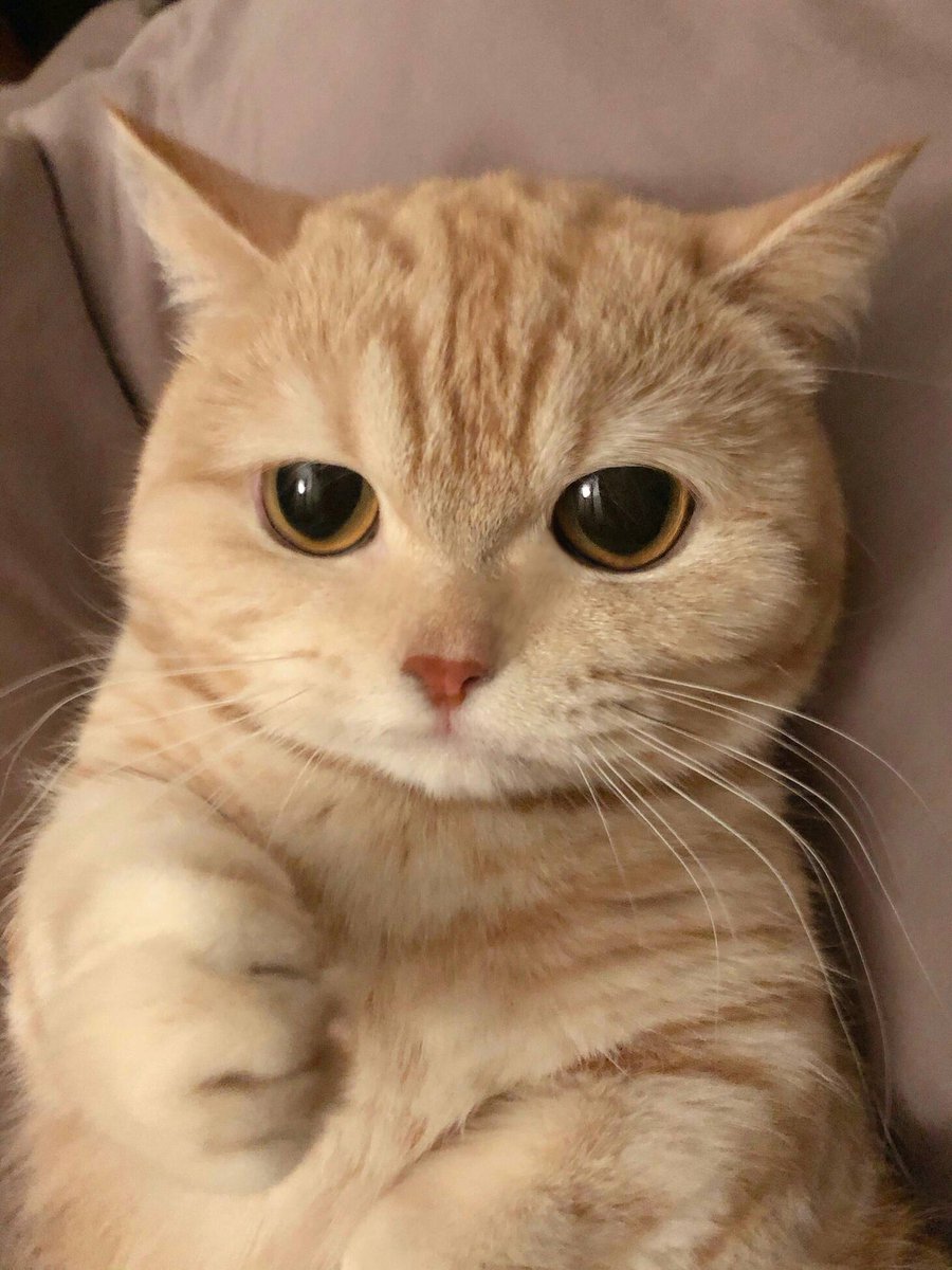 Guess what Jia is thinking

#cutecat #cutecats