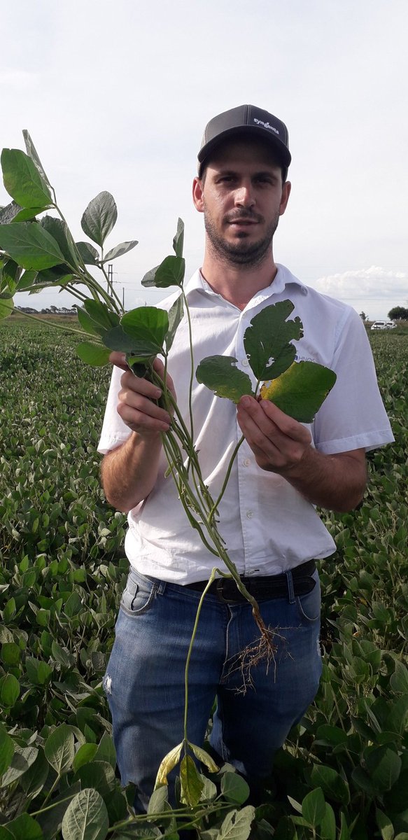 S_Lopez89's tweet photo. Seguimos monitoreando
📍Idiazabal-Ordoñez
🐛Continuamos viendo bolillera, presente medidora, algo de anticarsia🐛
🍄🍄Septoria avanzando!🍄🍄
#AlertasSyngenta
#MiravisDuo
#Ampligo
@Syngenta_ar https://t.co/MOITHb1gWA
