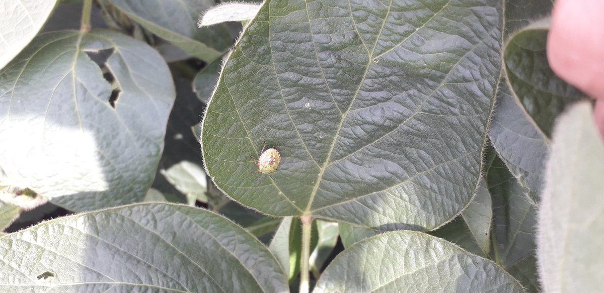 S_Lopez89's tweet photo. Seguimos monitoreando
📍Idiazabal-Ordoñez
🐛Continuamos viendo bolillera, presente medidora, algo de anticarsia🐛
🍄🍄Septoria avanzando!🍄🍄
#AlertasSyngenta
#MiravisDuo
#Ampligo
@Syngenta_ar https://t.co/MOITHb1gWA
