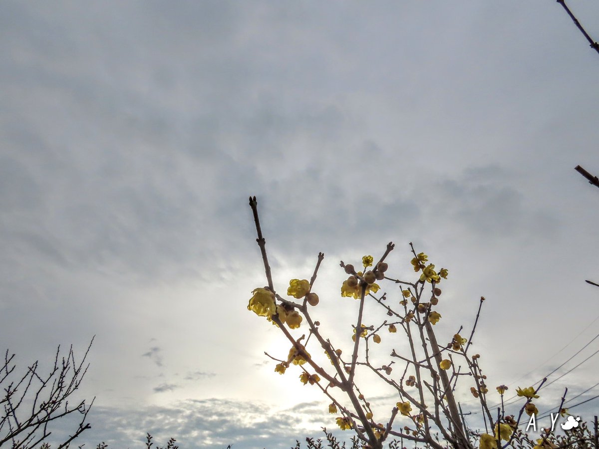 yumeasutw's tweet photo. ☔雨が止み、まるで🌸桜の季節の様な暖かい水曜日の朝🌥️
本日の最高/最低気温🌡️15℃/2℃
曇りのち晴れ☁️➡️☀️
段々雲が晴れ、お昼過ぎ頃から北風が吹き荒れそうな予報です🌬️~🍂
#ロウバイ #蝋梅
#花 #flower #庭木
#イマソラ
#空の名前
#雲の教室
#高層雲
#高積雲
#層積雲
#a2021 #a0127 #a202101 https://t.co/SsPktBYodq
