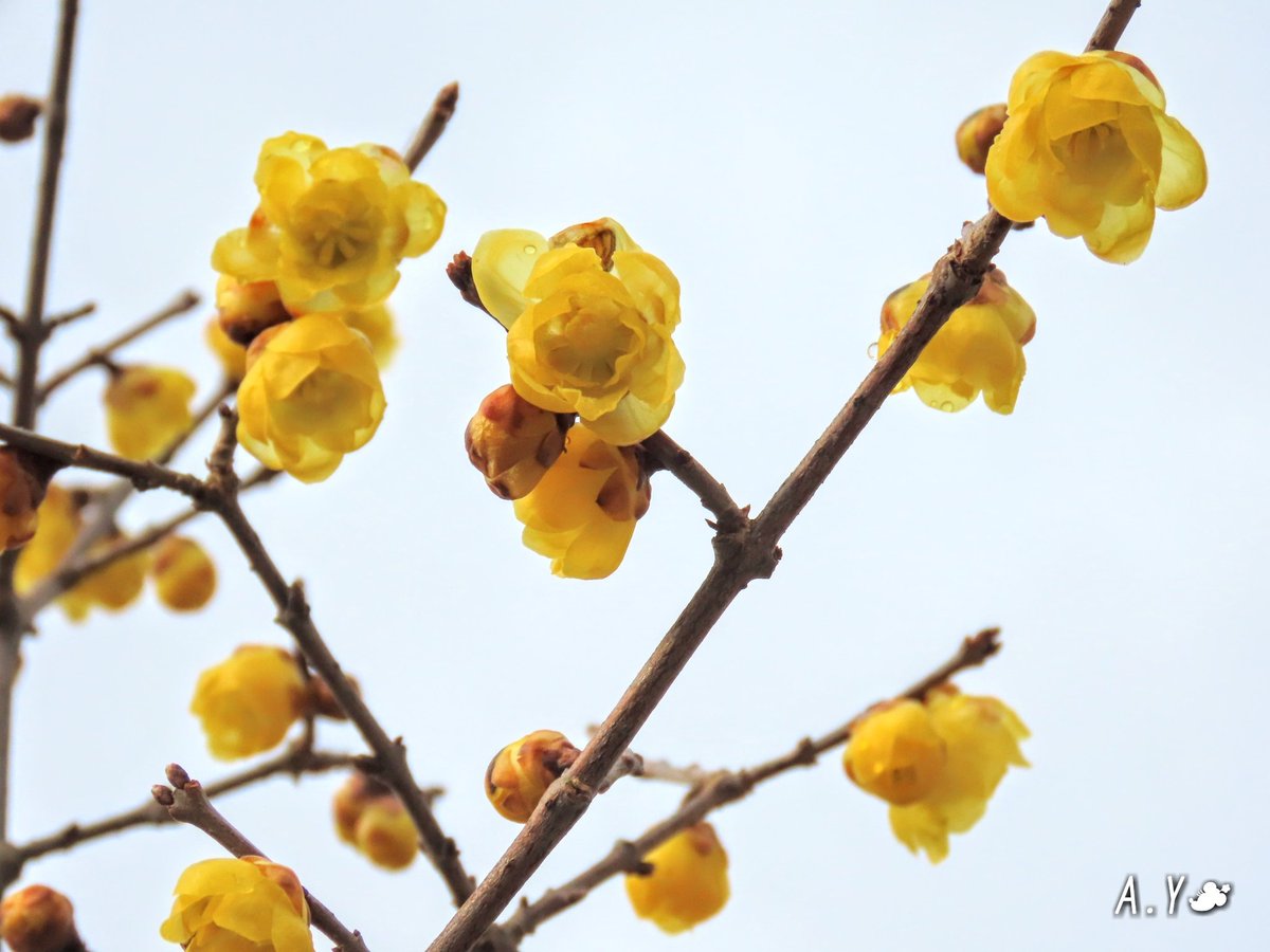 yumeasutw's tweet photo. ☔雨が止み、まるで🌸桜の季節の様な暖かい水曜日の朝🌥️
本日の最高/最低気温🌡️15℃/2℃
曇りのち晴れ☁️➡️☀️
段々雲が晴れ、お昼過ぎ頃から北風が吹き荒れそうな予報です🌬️~🍂
#ロウバイ #蝋梅
#花 #flower #庭木
#イマソラ
#空の名前
#雲の教室
#高層雲
#高積雲
#層積雲
#a2021 #a0127 #a202101 https://t.co/SsPktBYodq