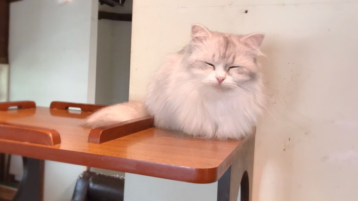 猫カフェ 美猫 休業中 Catcafebineko Twitter