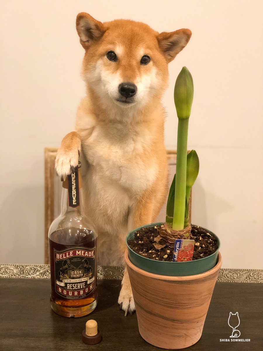ShibaSommelier's tweet photo. I'm celebrating #BoozedayTuesday with Belle Meade Cask Strength Reserve!
Are you doing Dry January? I tried but woof - after the start of January I just didn't keep with it. Here's a desserty-dram to try if you are drinking this month!
Full Review: https://t.co/dLYu2Yeyar https://t.co/jUhfYAOQrG