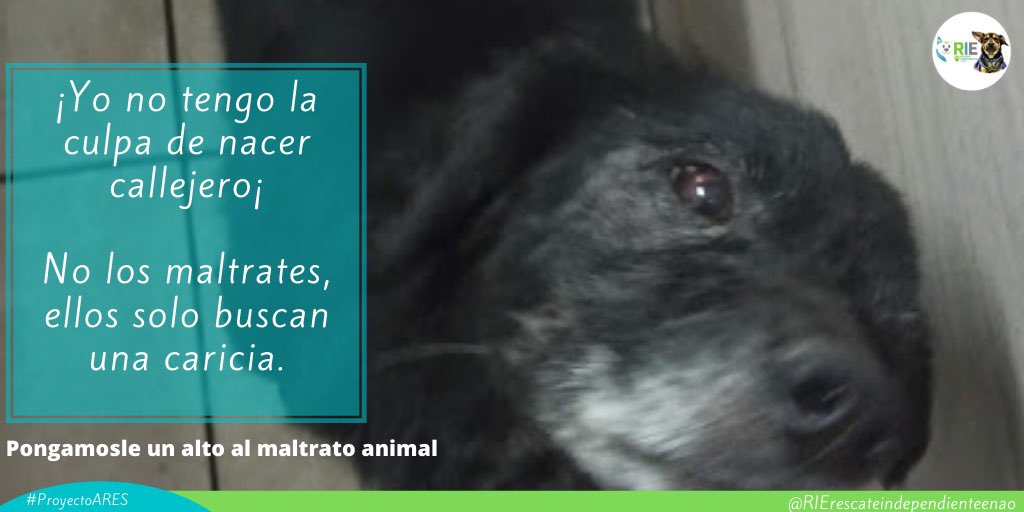 RIErescateindep's tweet photo. Las pocas personas que demuestran un amor hacia ellos son personas que valoran la vida de un perrito como si fuera la de un humano, ayudemos y demos un alto al maltrato animal, merecen un hogar.
#PROYECTO_ARES
#ManadaRIE
#esterilizaciones
#perros
#perritos
#Quito
#mascotas https://t.co/a4Pmzh0VA2