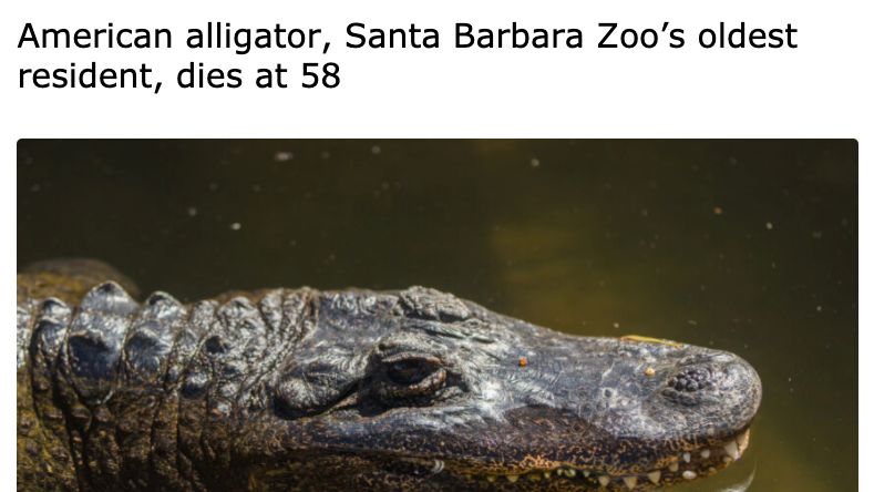 GatorsDaily's tweet photo. Her name was Mary Lou 😥 
off to gator heaven. https://t.co/bX3q4v5Anu