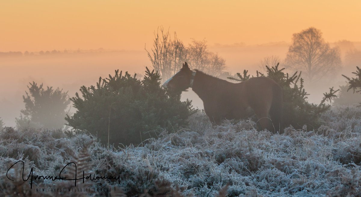 New Forest ponies in the mist as dawn breaks @Natures_Voice @BBCSpringwatch @BBCEarth @WildlifeTrusts @wildlife_uk @CanonUKandIE #TwitterNatureCommunity @natureslover_s #BBCWildlifePOTD #eosrp @NewForestNPA