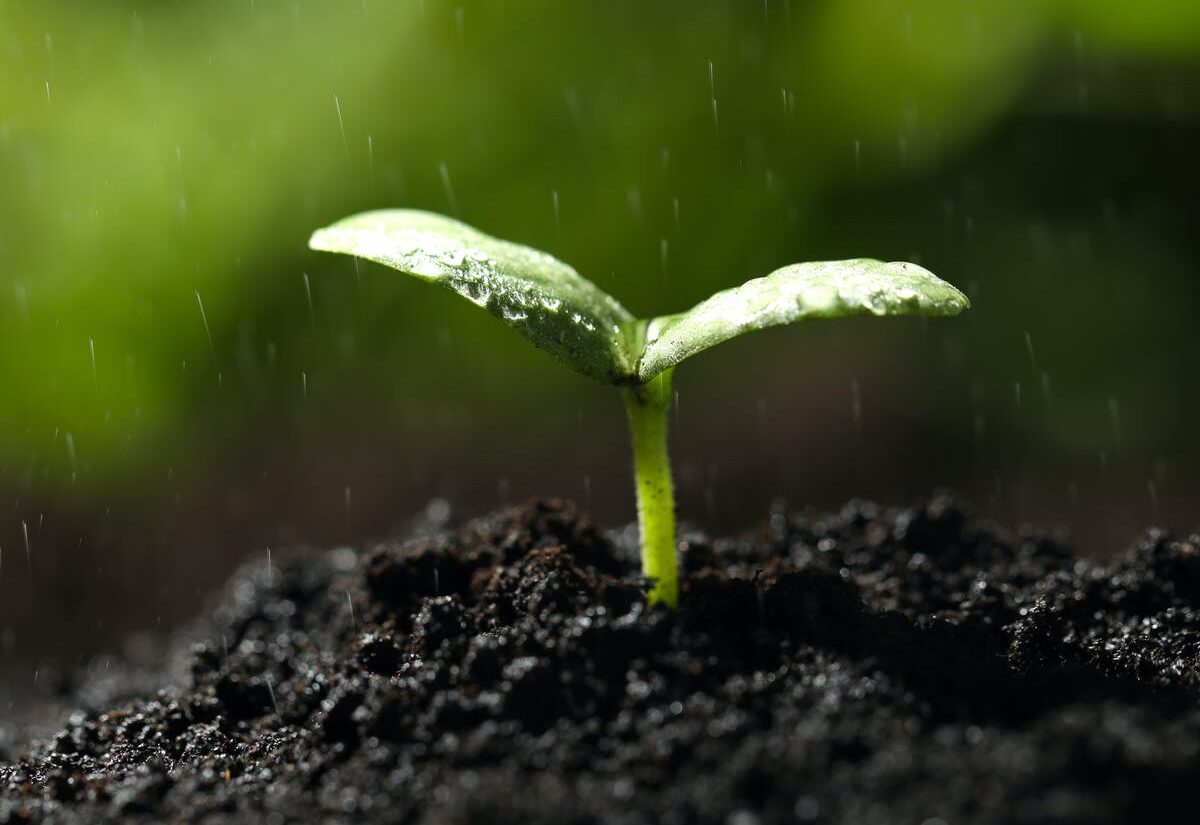 Духи земля после дождя. Запах земли после дождя. Грязное поле. Почва после дождя. Петрикор запах после дождя.