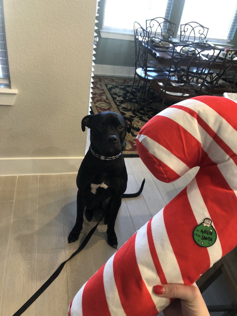 _mandyolbeter's tweet photo. Doggo appreciation post🥰 https://t.co/YGqr0D6oYS