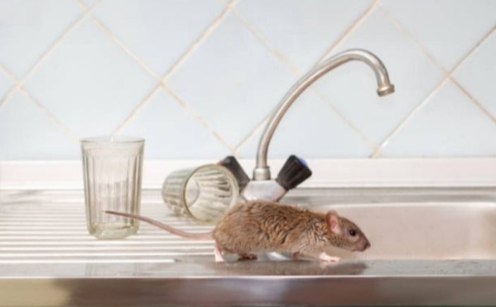 GoldenExperts's tweet photo. When you see #Rodent in your #kitchen #top what will you say.
#GoldenExpert
#PestControl
#PestManagement
#India https://t.co/U4patkmY5g