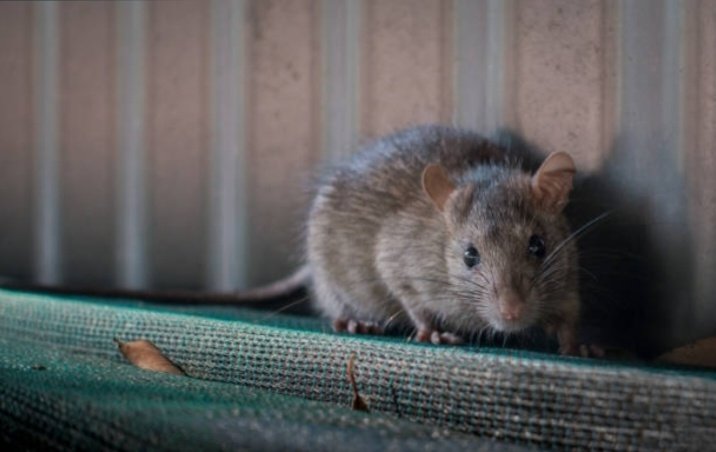 GoldenExperts's tweet photo. Do you know where its hiding inside your Home.

#GoldenExpert
#PestControl
#PestManagement
#India
#Rodents
#Rats https://t.co/CpCU5YnPae