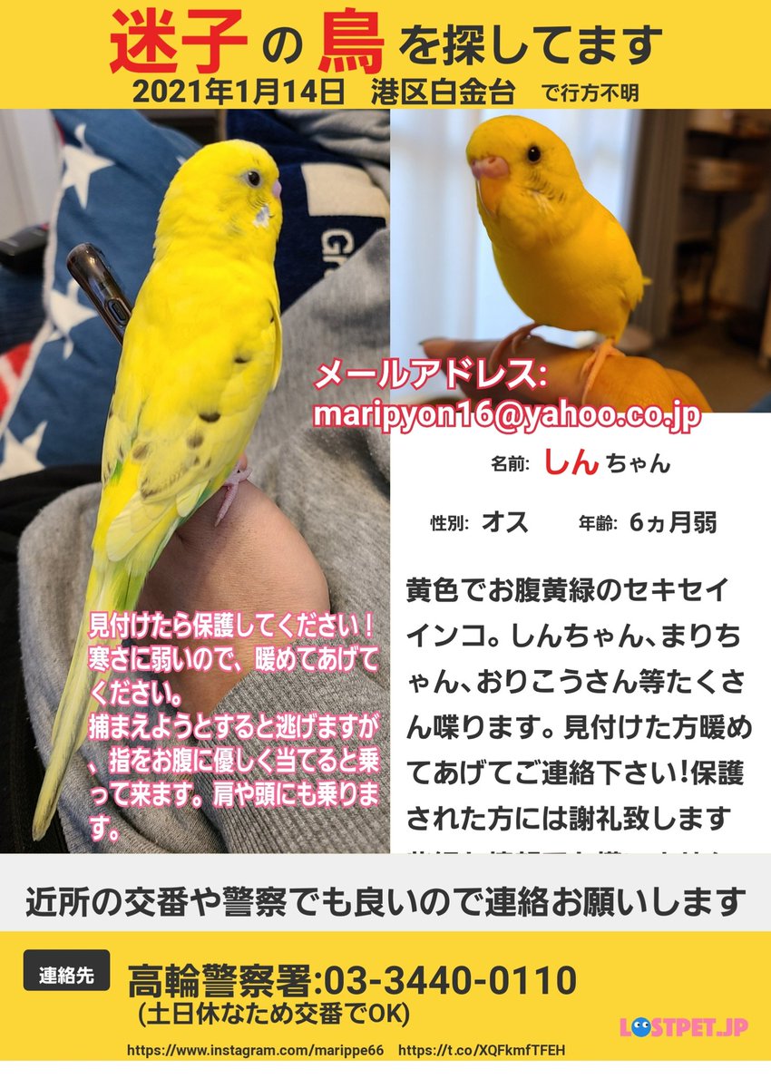 迷子黄色インコ しんちゃん探しています 東京 Maririn661 Twitter