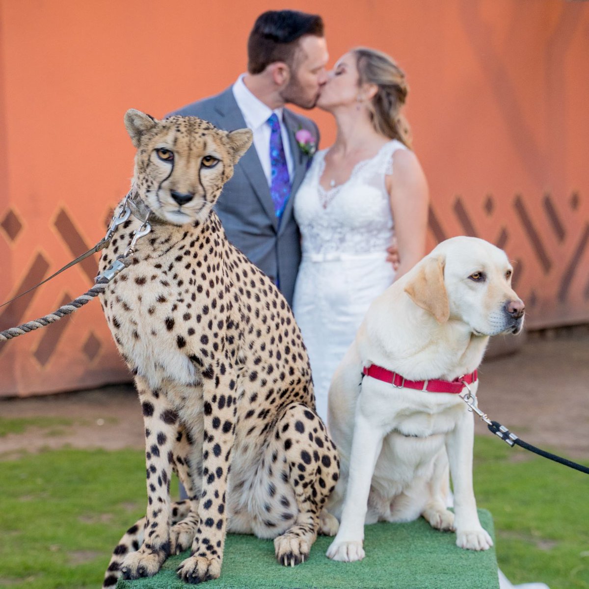 HoffmanEvents's tweet photo. Jessica &amp; Jack were such fun newlyweds to work with! I thoroughly enjoyed shooting their #SafariPark wedding and wish them a lifetime of love and happiness 💐❤️
#jessicaandjack #bhpv #bobhoffmanphotographyandvideo https://t.co/vj0dVI73hq