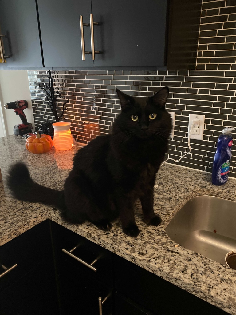 spcaLA's tweet photo. Update from a Cats On Glass adoption (Jan 2019)! Peter (now Smokey) was one of the first kitties adopted at COG. He’s turned into a fluffy, handsome boy!
#spcaLAadopt #spcaLAalum #HappyTails #AdoptDontShop #Catstagram #CatsOfInstagram #ShelterCat #CatsOnGlass https://t.co/35qCIO13Tz