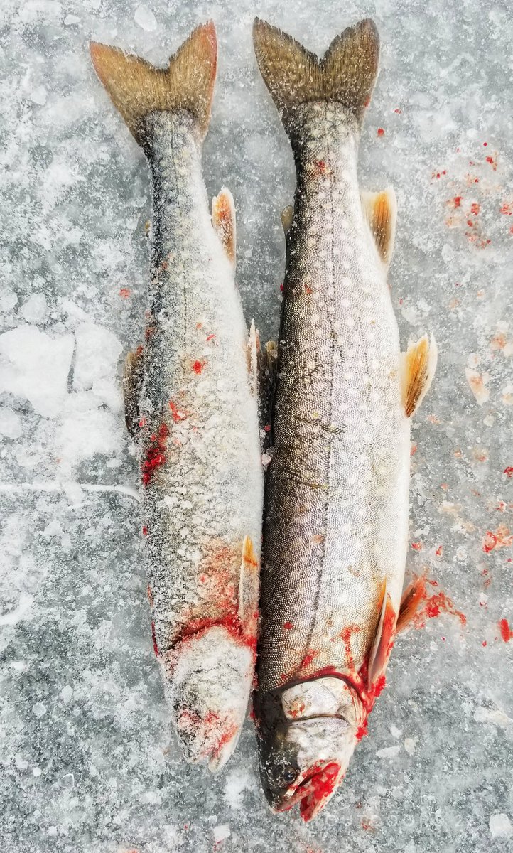 LowellMiller17's tweet photo. Today was super slow but I was lucky enough to get me a couple more splake😊🎣🎣 #LToutdoors #michiganoutdoors #michiganfishing #fishing #icefishing #splake https://t.co/mgRPJj3dOp