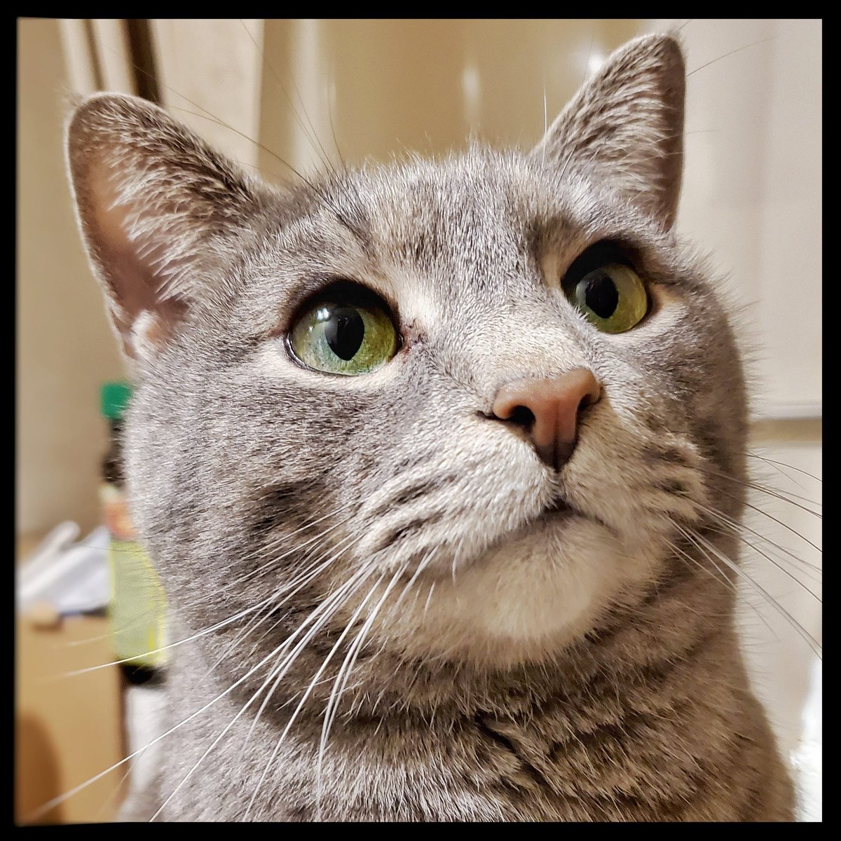 WyattMarlo's tweet photo. We should go get second dinner! --Wyatt.
#catlogic #2nddinner #eats #cutecat #CatsOfTwitter https://t.co/LKwbr1Bc31