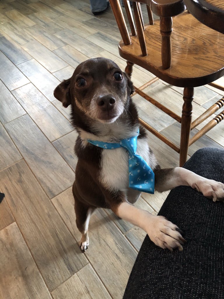 Laurier Dogs tweet media