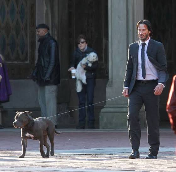 ARBlTRO's tweet photo. John Wick no Brasil
entenda o Cássio https://t.co/3j16s8hvXq