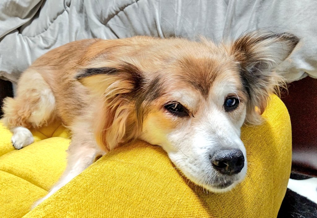 犬ノフ Ver ちょっと かなり 早めの誕プレ ワンコ用 のソファー 職人が1つ1つ手作りしてるので しっかりとしていて ワンコには勿体ない位のステキなお品 ワンコ兼用で使おうかなぁ 犬のいる幸せ 犬のいる生活 ティティペット