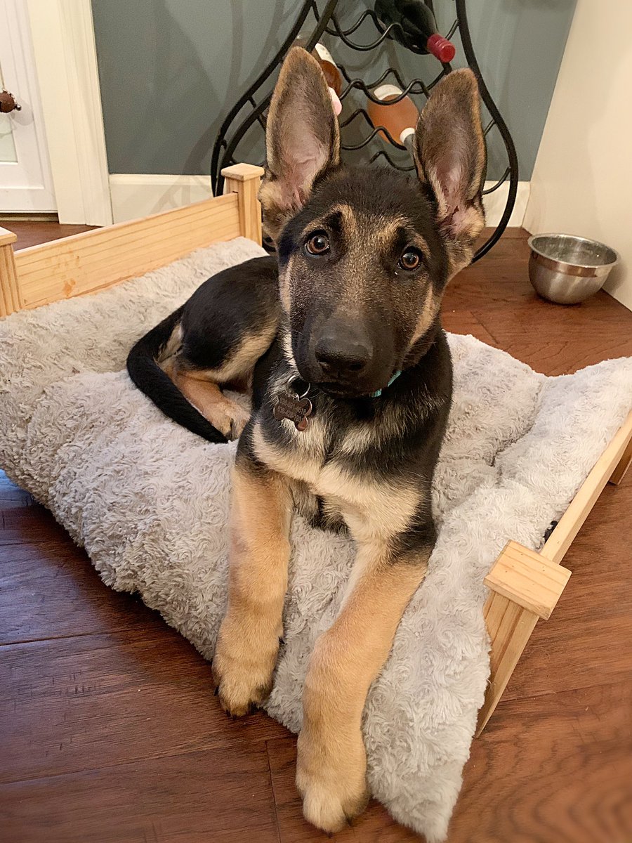 Cami Ryan, PhD tweet media