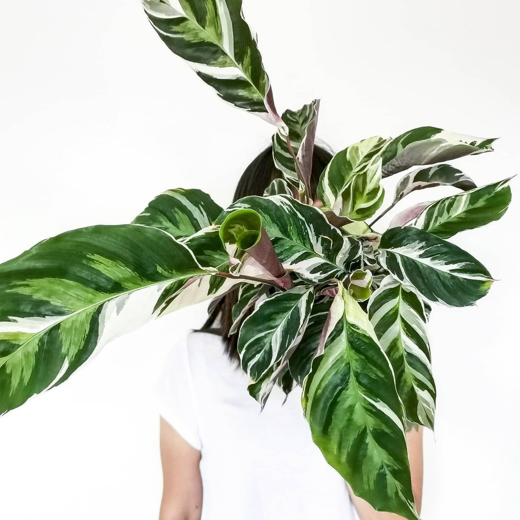 Annual_Leaf's tweet photo. The only calathea I can't kill.
#calathea #prayerplant #tropicalplants #botanicalart #botanic #calatheawhitefusion #plantselfie #calathealovers #plantshelfie #happyplantshappylife #plantsmakepeoplehappy #foliagelove #foliageplants #crazyplantpeople #flauntyourleaves #indoo… https://t.co/Ev3fxkTeY1