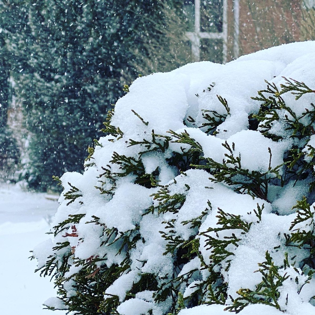MangoTraveler's tweet photo. It’s all white once again. Loving it. ⛄️❄️☃️❄️ #snowing❄️ #snowtoronto #lovesnow❄️ #mangotraveler #thrillthrush https://t.co/JGIS88nGaT