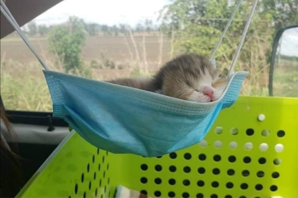 ShouldHaveCat's tweet image. 