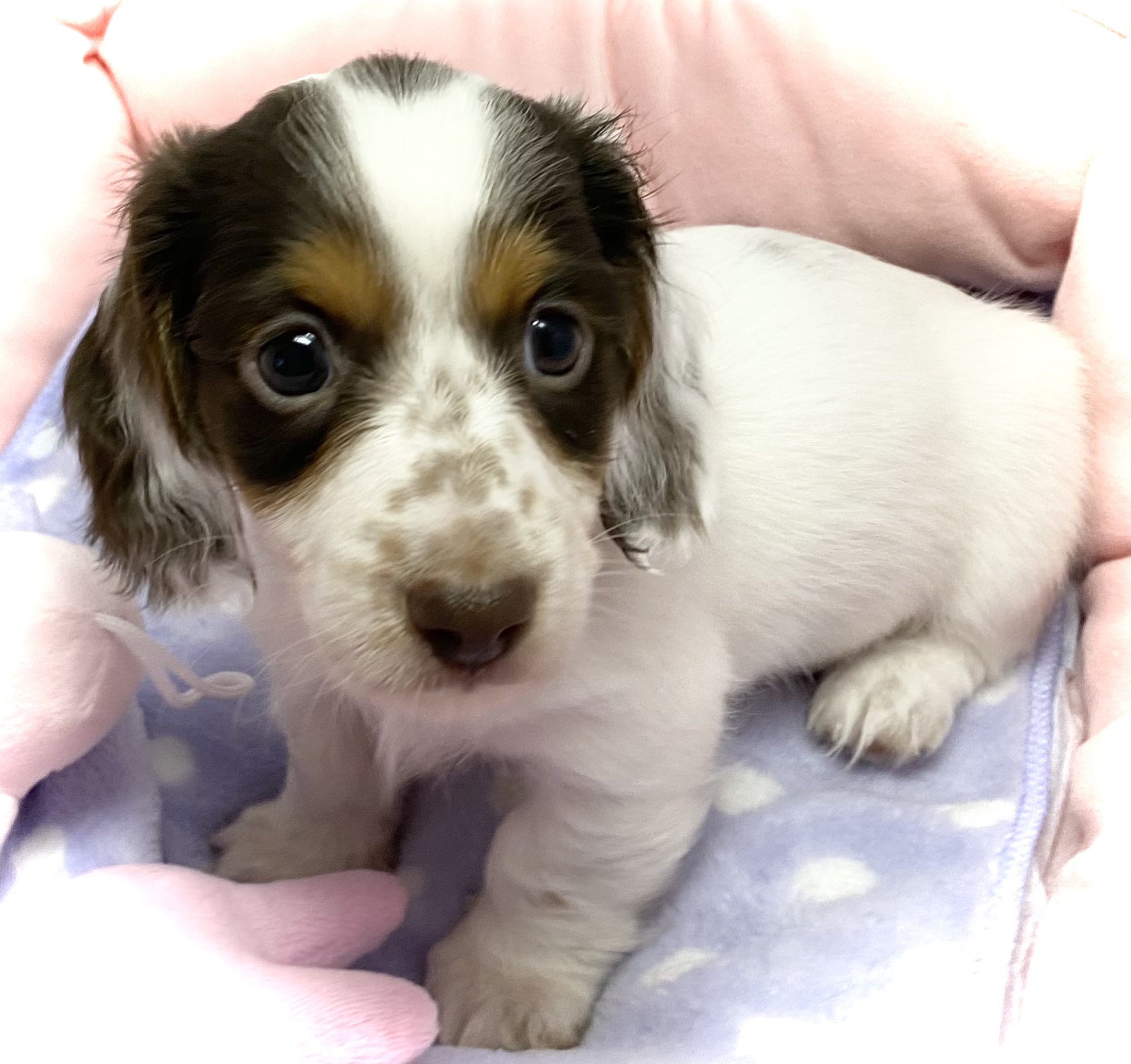 ダックスパイボールド Twitter Search Twitter