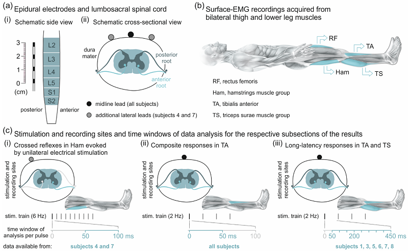 Brain Sciences MDPI tweet media