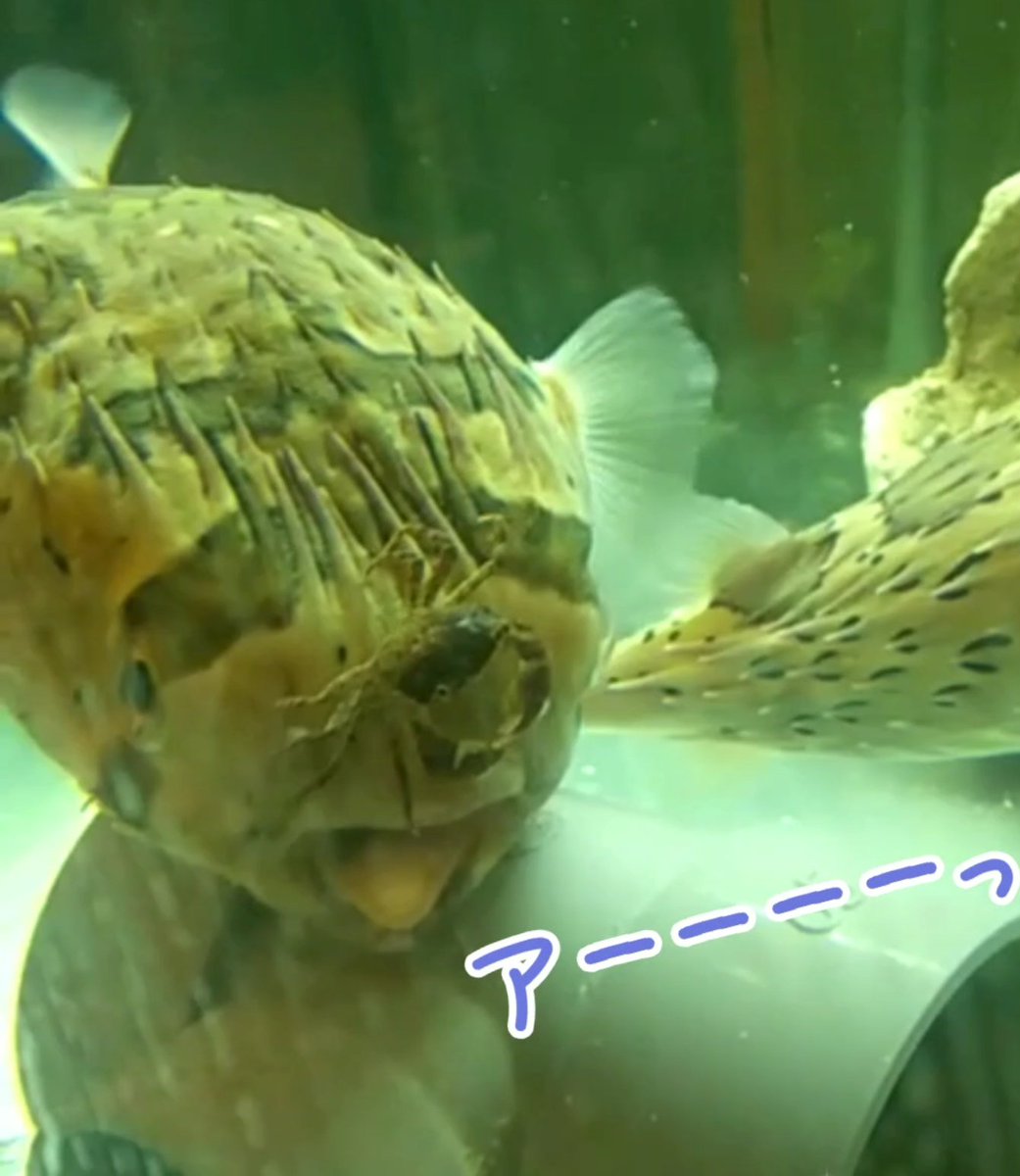 アクアリウム居酒屋 纒 Jimusawori Twitter