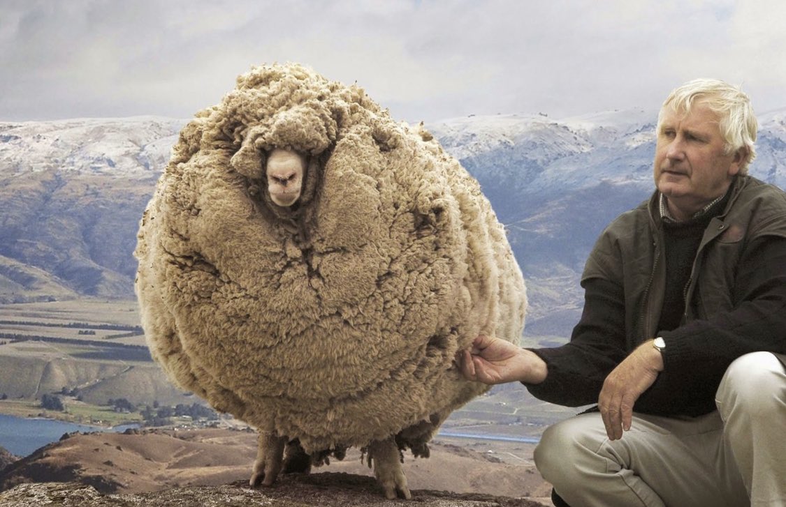 This sheep escaped a farm and spent 6 years in the mountains, during which time he grew 60 pounds of wool. Wolves tried to eat him, but their teeth couldn’t penetrate the floof. You don't have to turn hard to survive the wolves, just be really, really soft and fluffy. #resilience