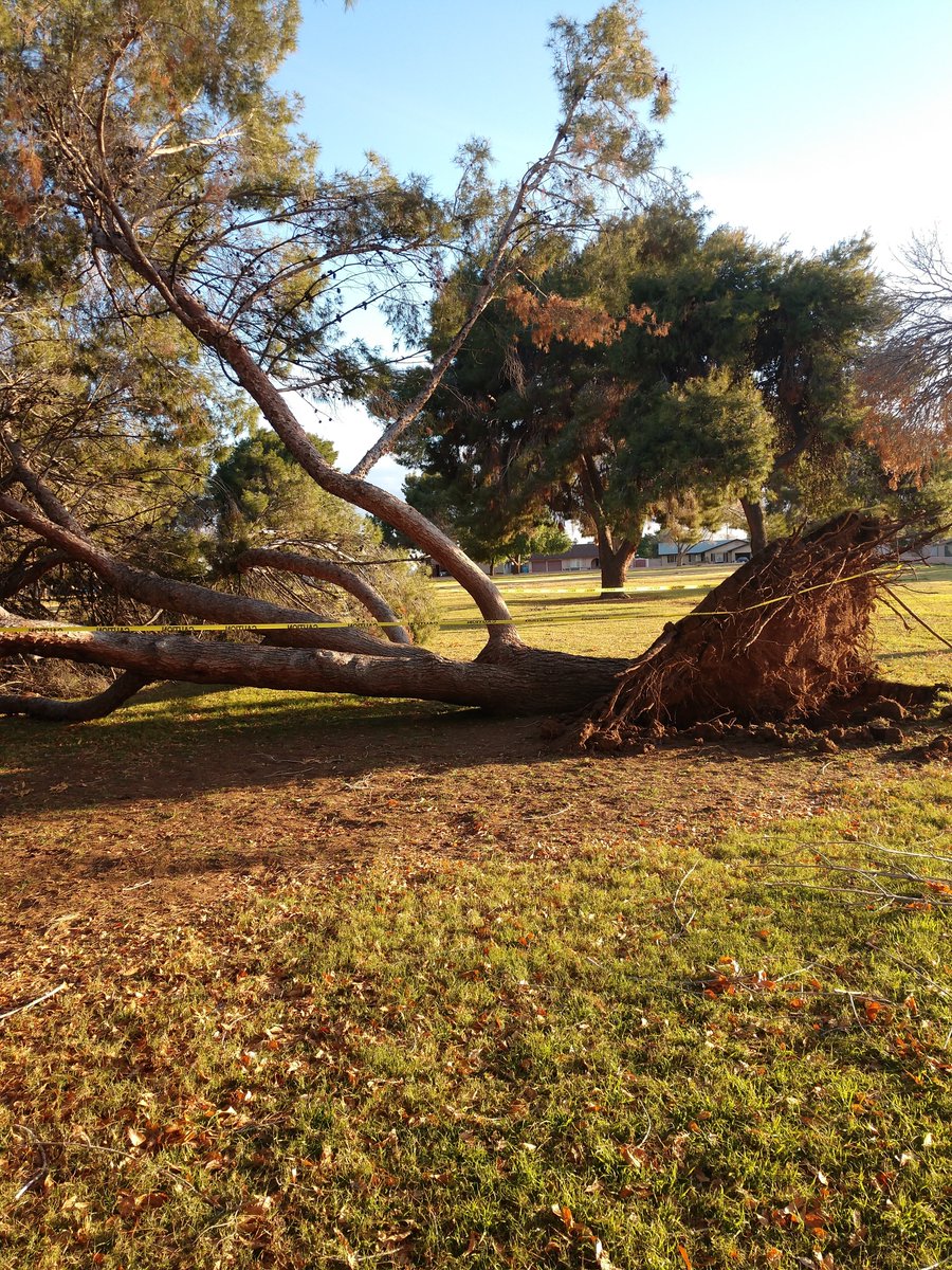 brendalarson18's tweet photo. Trees in a park that didn't make it out of the storm yesterday. #Arizona #phoenix #cactuspark https://t.co/xbjZnijeWK