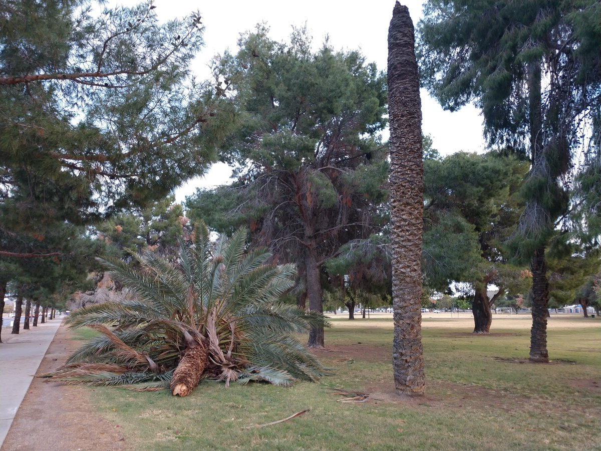 brendalarson18's tweet photo. Trees in a park that didn't make it out of the storm yesterday. #Arizona #phoenix #cactuspark https://t.co/xbjZnijeWK